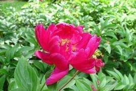 祛蠹除奸成语接龙游戏