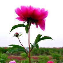 南山广化寺踏春
