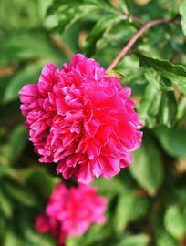 三八妇女节