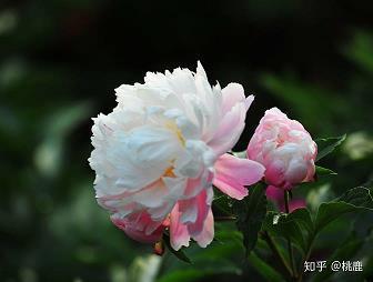 天使之战