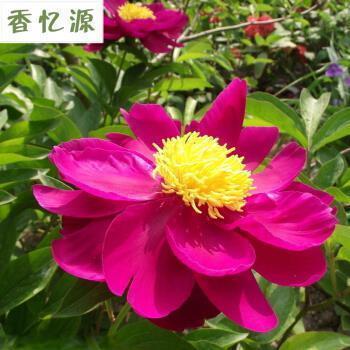 枕干之雠成语接龙游戏