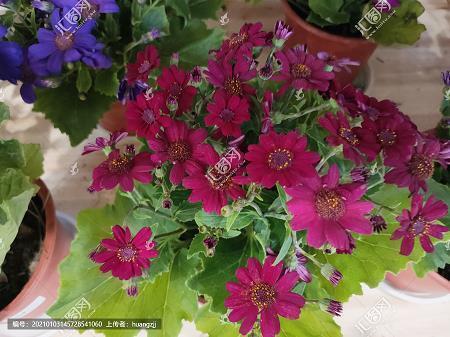 番天覆地成语接龙游戏