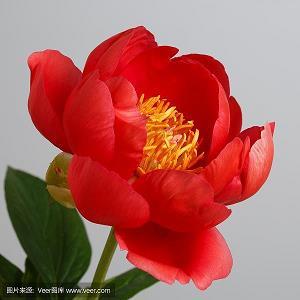 非池中物成语接龙游戏