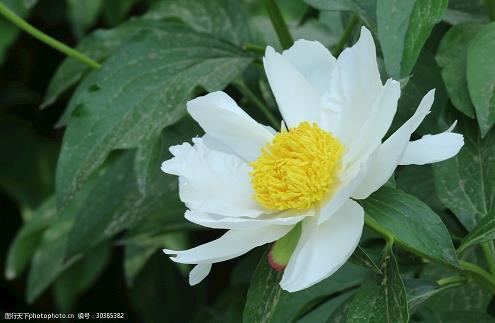初春_初中生作文,初二作文,初二写景作文_高素芳完美作文