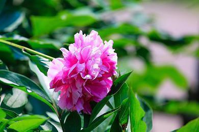 中秋节