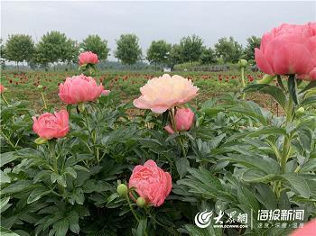 优游不断成语接龙游戏
