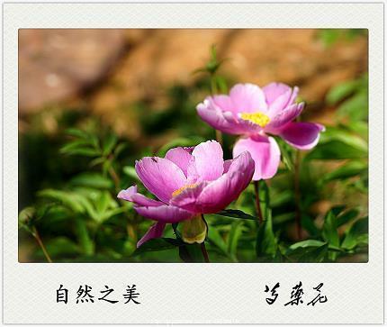 天仙河