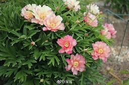 不分手的恋爱
