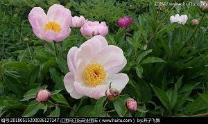 金尽裘敝成语接龙游戏