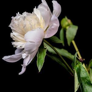 Orchid_小学生作文,五年级作文,五年级叙事作文_恋爱女神完美作文