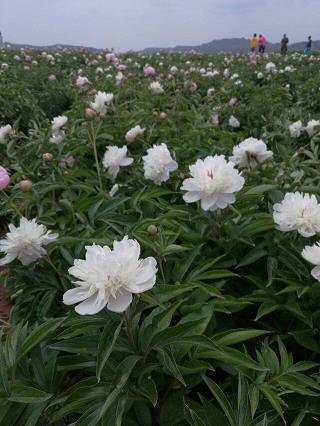 沁人心脾造句-用沁人心脾怎么造句