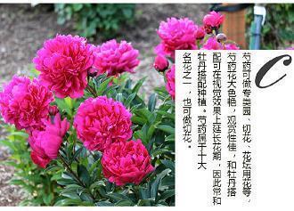 一条名叫阿比的鱼