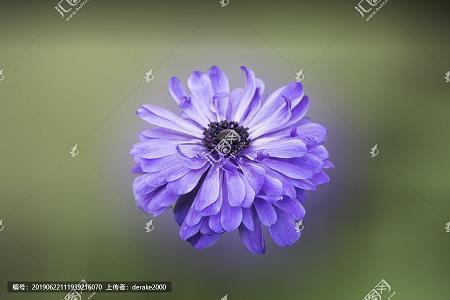 不一样的爱