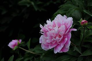 外星来的转校生（1）
