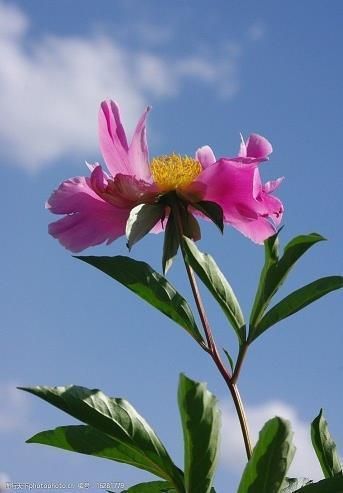 “足球明星”——小金鱼