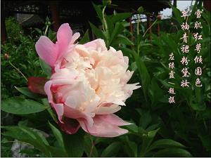 她是谁