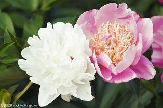 柳陌花街成语接龙游戏
