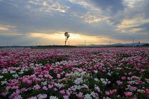 “花婆婆”