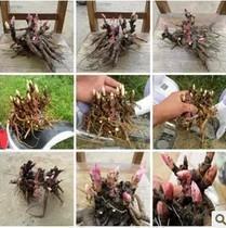 玲珑剔透造句-用玲珑剔透怎么造句