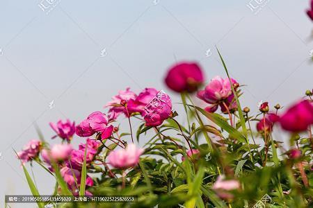 狡焉思逞成语接龙游戏