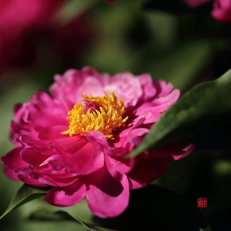 与众不同的鸡