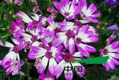 牛角挂书成语接龙游戏