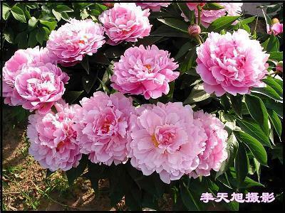 肤粟股栗成语接龙游戏