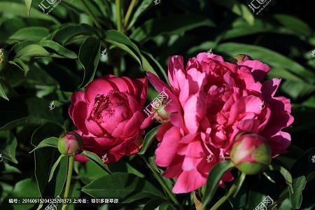瞽言萏议成语接龙游戏