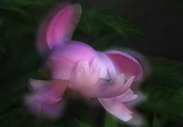 感秋