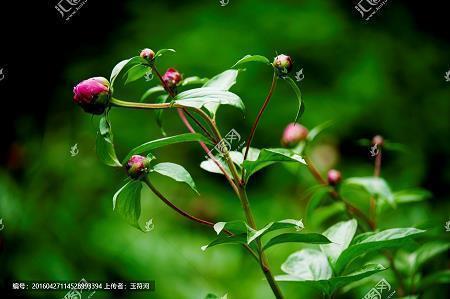 自相戕贼成语接龙游戏