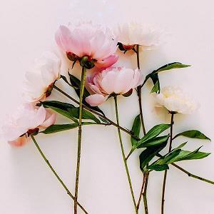 再小的花也会怒放_初一作文_学霸完美作文
