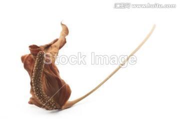 “蛇”的风波
