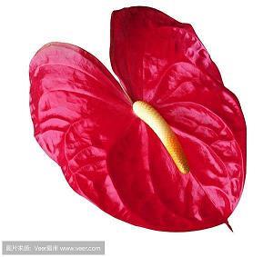 听，是谁在唱歌