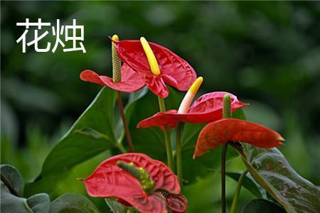 泣下如雨成语接龙游戏