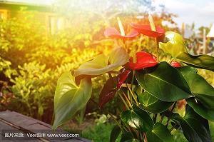 岁月炉火正红时