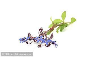吹口哨打一成语