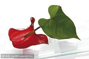 想望风褱成语接龙游戏