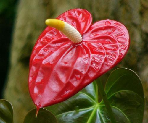 我为春节写对联