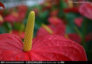 胸有成竹造句-用胸有成竹怎么造句