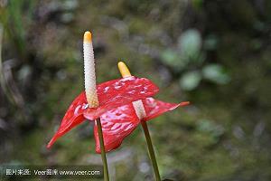 发誓赌咒成语接龙游戏
