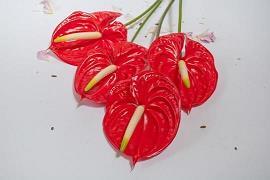 中秋节的月亮