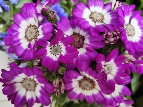 仗节死义成语接龙游戏
