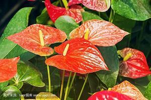 五抢六夺成语接龙游戏