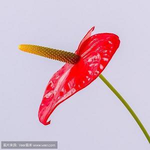 以至落到摔断肋骨