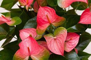 《丁香花》，你在天堂能听