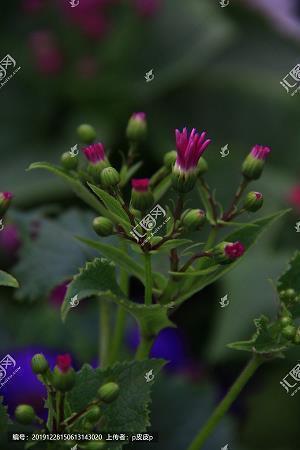 悦目赏心成语接龙游戏
