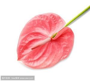 寻春