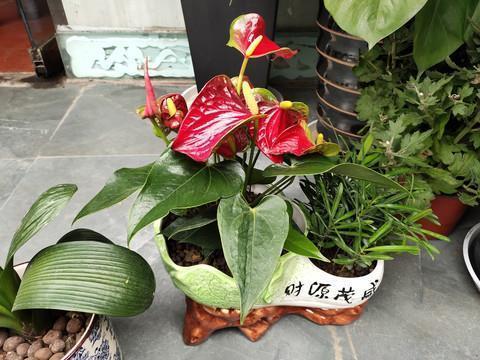 失魂荡魄成语接龙游戏
