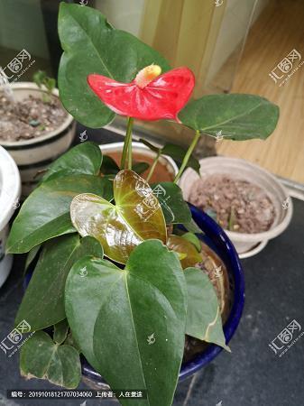 旁门左道成语接龙游戏
