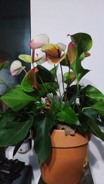 斗转星移成语接龙游戏